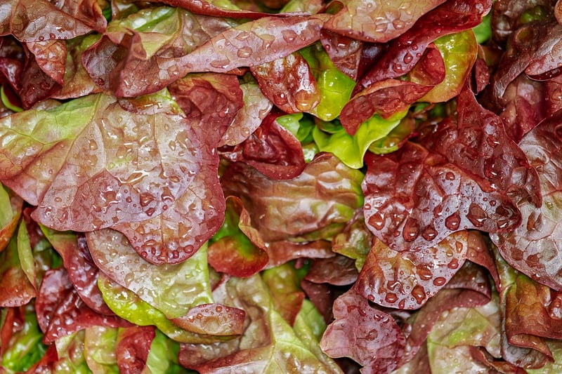 Salad Presentation